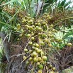 Prosta Peak™ ingredient Saw palmetto