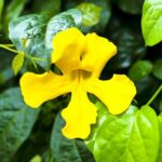 Prosta Peak™ ingredient cat's claw